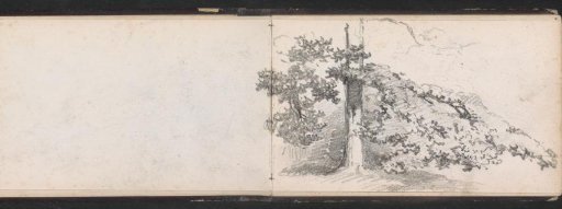 Tree trunk with low-hanging foliage