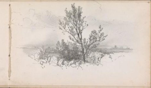 Tree in a landscape