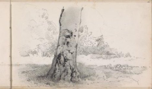 Tree Trunk Before a Meadow with Shrubs