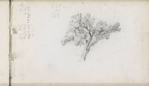 Flowering Tree Branch