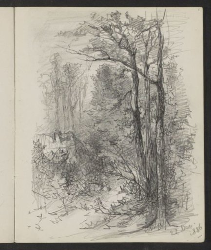 Path Through the Woods