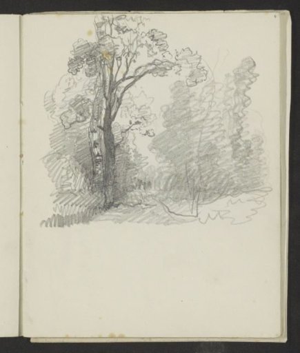 Trees