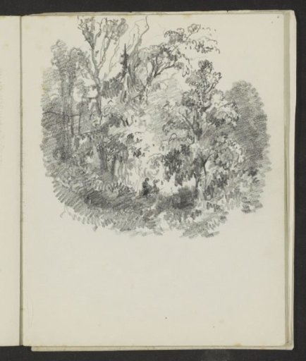 Woods