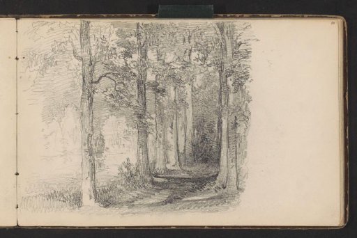 Forest Path