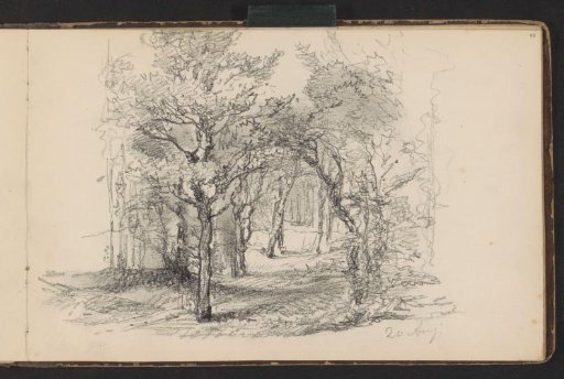 Forest Path