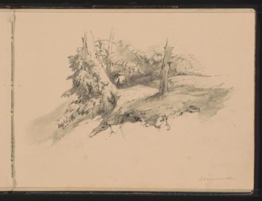 Trees in Doorwerth