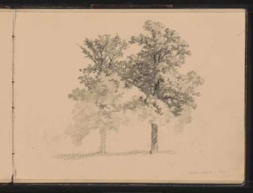 Trees at the Hemelschen Berg in Oosterbeek