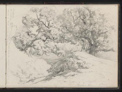 Oaks of Wodan