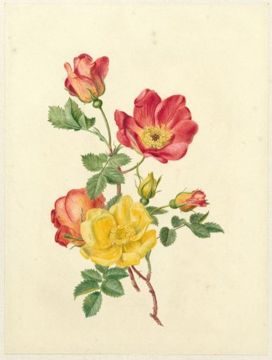 Sprig of wild roses