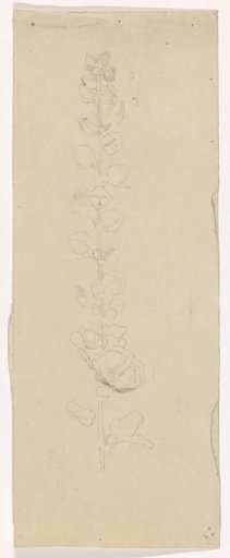 Hollyhock