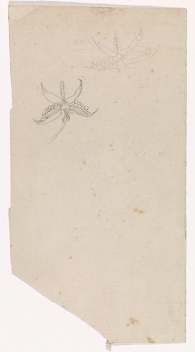 Two sketches of an iris (?)