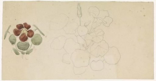 Study of an Indian cress