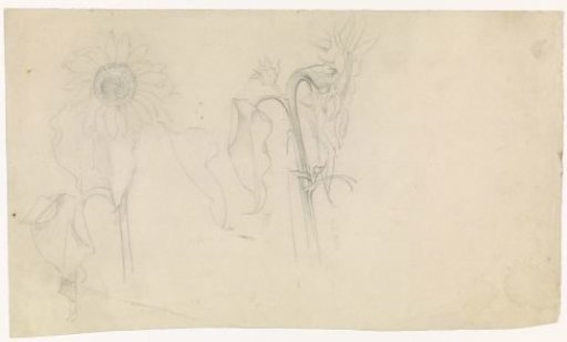 Two studies of a sunflower