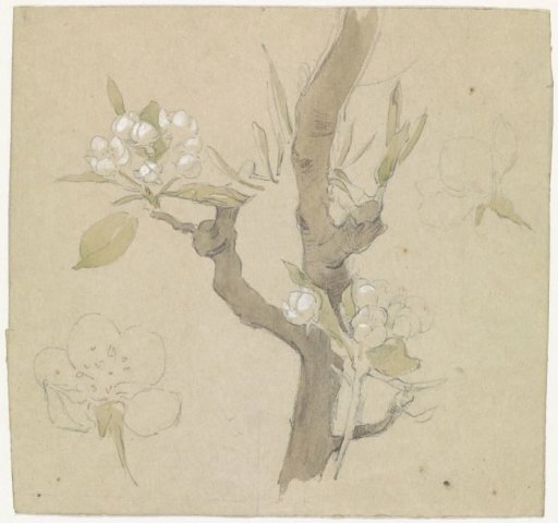 Sprig of pear blossom