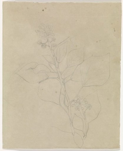 Blooming ivy and a lily