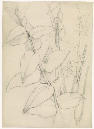 Plant study