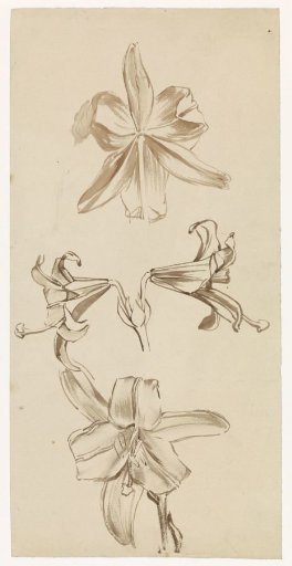 Study sheet with lilies