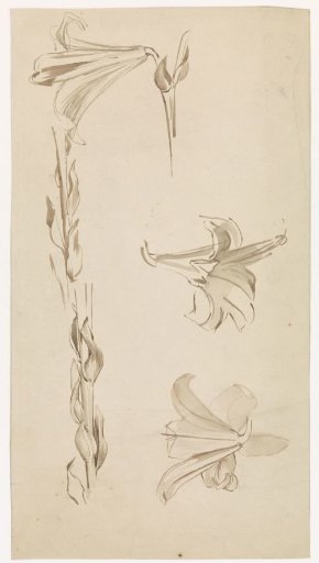 Study sheet with lilies
