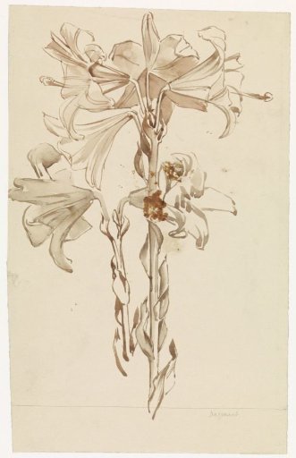 Study sheet with two branches of lilies