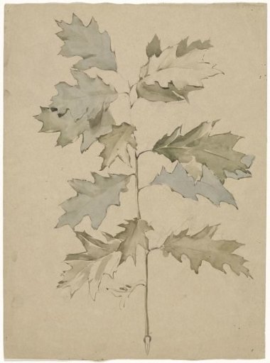 Oak branch with leaves