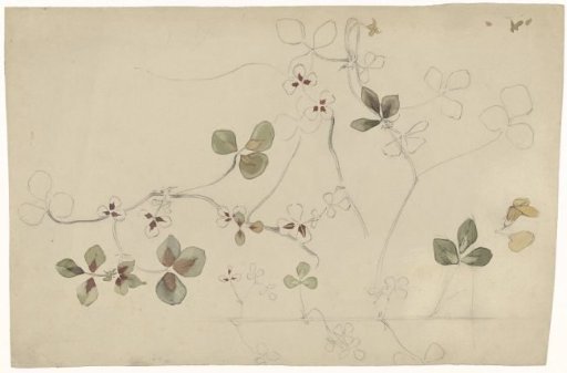 Study sheet with pea flower