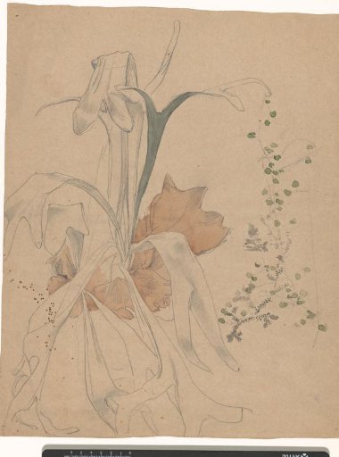 Staghorn Fern