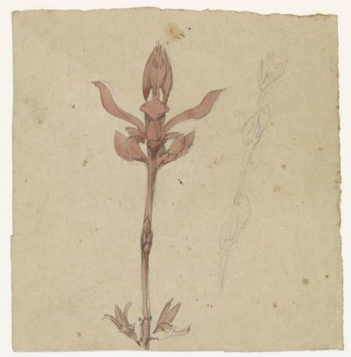 Chestnut branch, in bud
