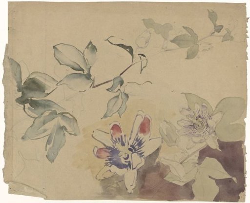 Study Sheet with Passion Flowers