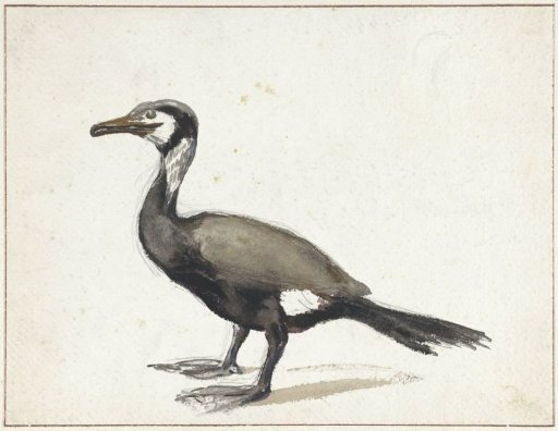 Cormorant