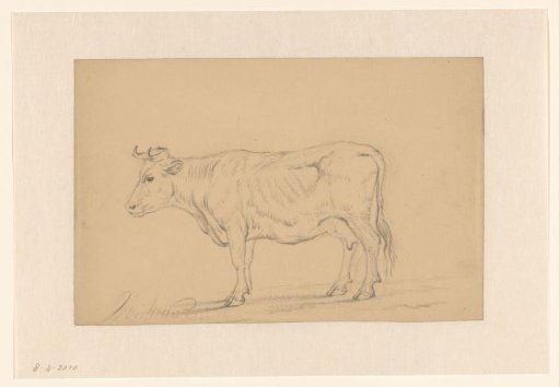 Study of a standing cow