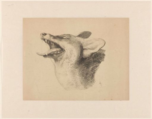 Head of a fox