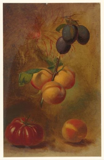 Still life with plums, apricots and tomato