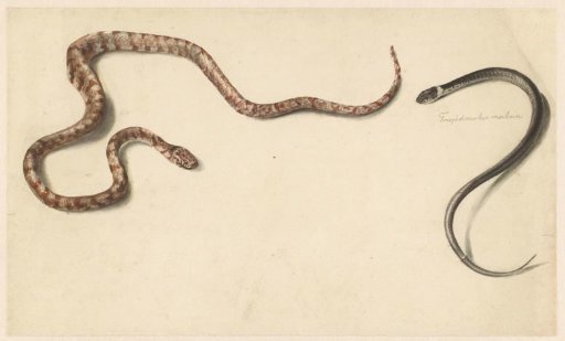 Two tropical snakes