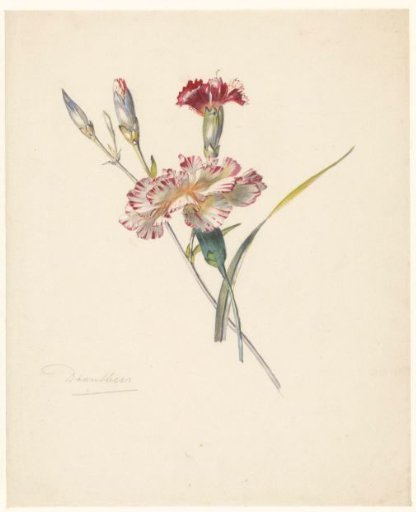 Study sheet with Carnations