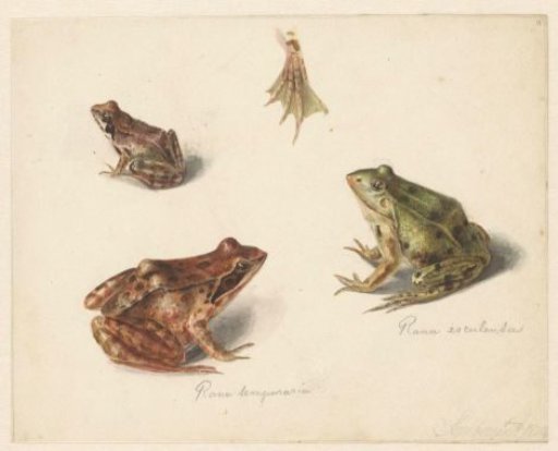 Sheet with study of a brown land frog on the right, a green water frog on the left