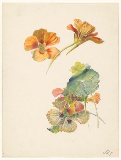 Study sheet with Nasturtium