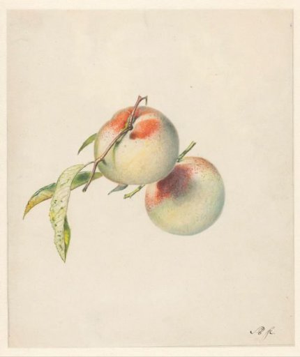 Two peaches on their stems