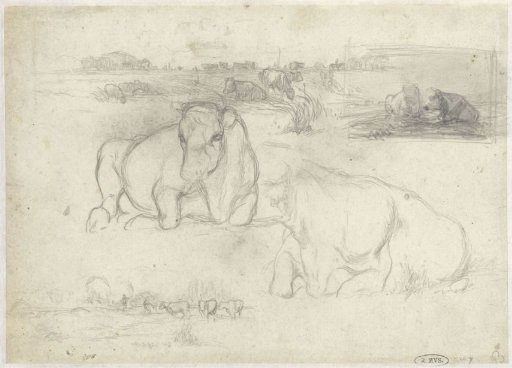 Sketches of cows