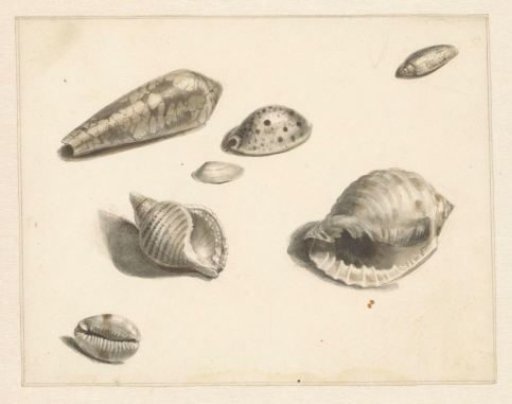 Study sheet with various shells