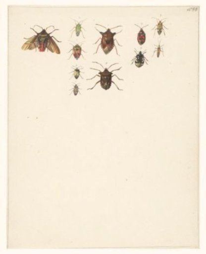 Study sheet with eleven different beetles