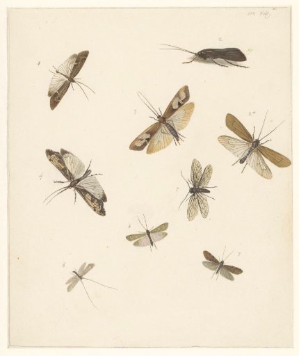 Study sheet with eight moths