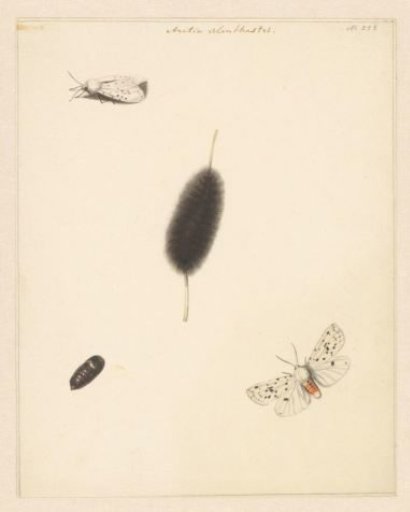 Study sheet with caterpillar, cocoon and night moth with spread wings of the Aretia Menthastri