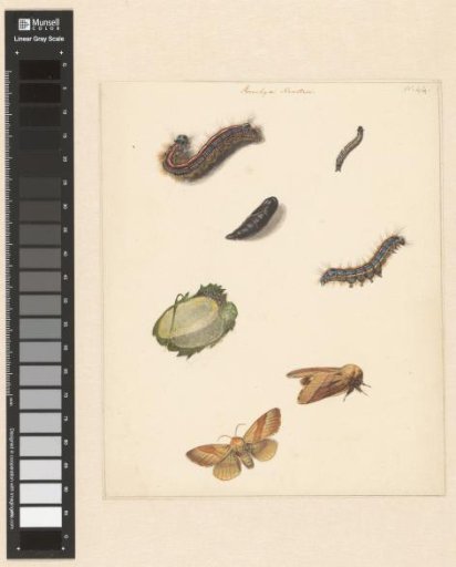 Study sheet with various caterpillars, night moths, an egg and a cocoon of the Bombya Neustria