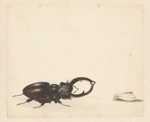 Study sheet with stag beetle and newly emerged moth
