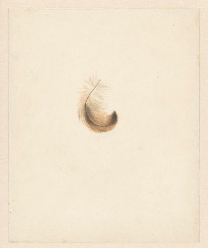 Study of a feather