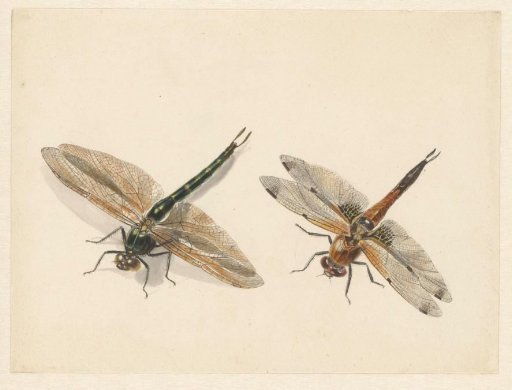 Study of two dragonflies
