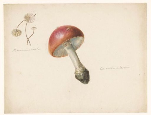 Study sheet with mushrooms, the Amanita Rubescens and the Marasmius Rotula