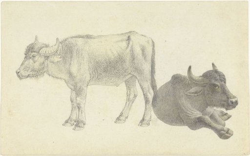 Lying and standing cattle