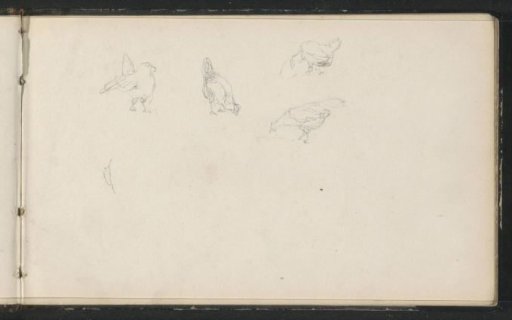 Poultry