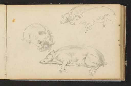 Lying pigs